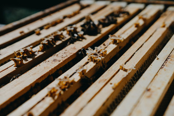 Bees in honeycomb, garden home