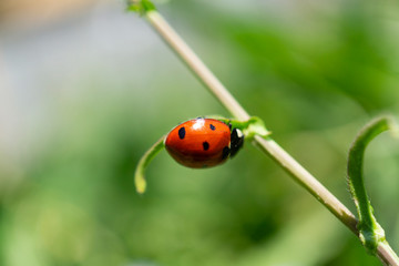 Coccinella su un filo di erba 