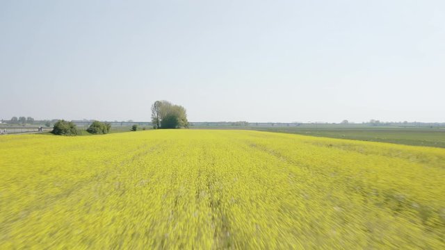 Drone flying over a field full of rapeseed for eco-fuel production