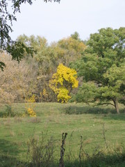 autumn in the forest
