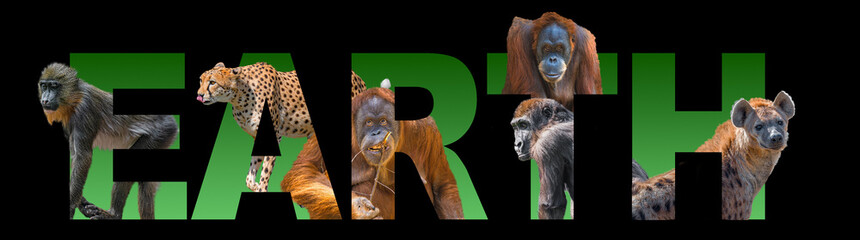 Banner with portrait of most endangered for extinction animals, orangutan, cheetah, gorilla,...