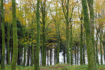 autumnal woodland idless cornwall england uk 
