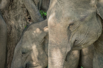 Baby elephant and his mother, natural shades and skin texture of elephants in Udawalawe National Park, Sri Lanka