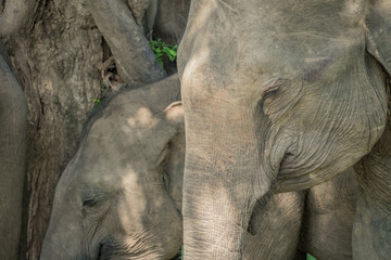 Fototapeta premium Baby elephant and his mother, natural shades and skin texture of elephants in Udawalawe National Park, Sri Lanka
