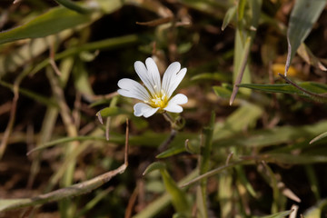 Flower of a field mouse-ear, Cerastium arvense.