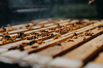 Chimney for flashing bees. Chimney stands near beehives.The beekeeper's tool. Bee smoker smoking.
