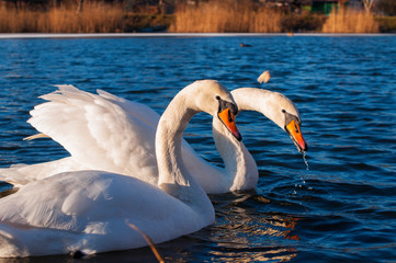white swans group on the lake swim well under the bright sun