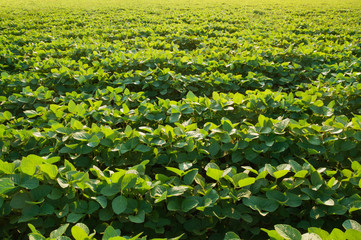 Agricultural field with soybean crops. Young soy plants grow in rows.