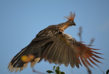 Punky Chicken 