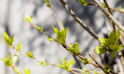 spring young foliage on a gray background