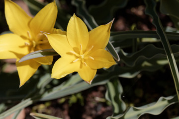 Obraz premium Flower of the Tulip Tulipa kolpakowskiana