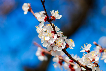 white flowers apricots on a background of blue sky