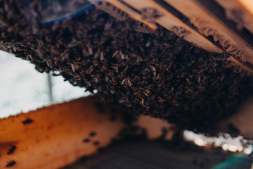 The beekeeper holds a honey cell with bees in his hands. Apiculture. Apiary