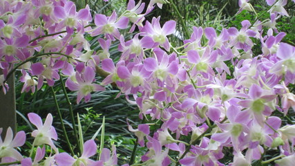 Colorful orchids flower blossoms botanical garden