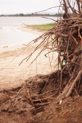 an old tree stub after the storm in greece.tree roots are on the ground after the big storm.