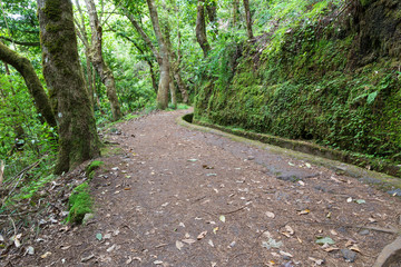 A walking trail along madeira's levada in the relic forest.