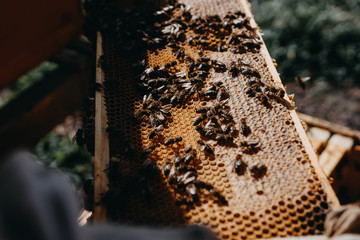 The beekeeper holds a honey cell with bees in his hands. Apiculture. Apiary