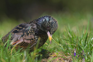 Co tam w trawie piszczy