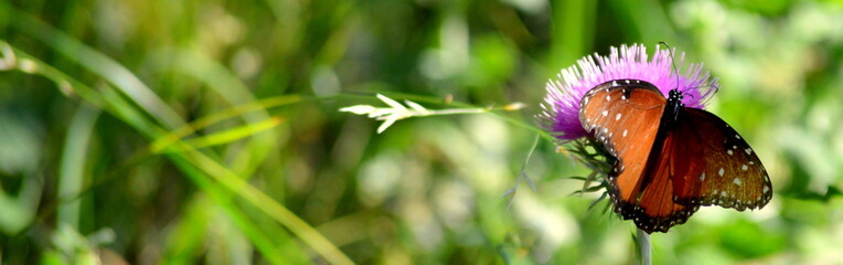 Butterfly on purple flower.