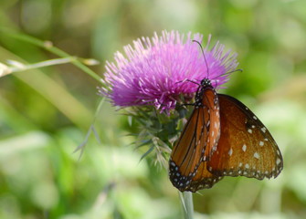 Butterfly on purple flower