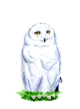  Draw of white snowy owl