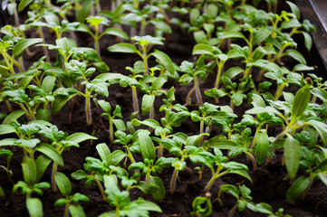 
germination of tomato at home. young tomato seedlings. seedlings before transplanting into the ground