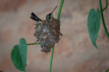 a spider on a leaf