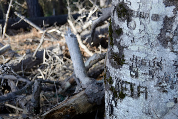 The bark of a beech tree engraved with names and a destroyed forest as background