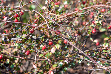 Close-up of a shrub plant with small red berries.