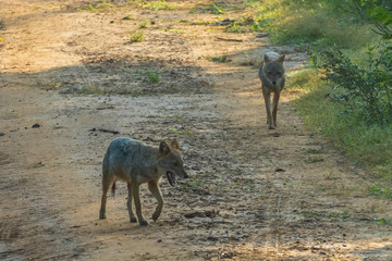 Two jackals walking through a dirt road in udawalawe nature reserve, Sri Lanka