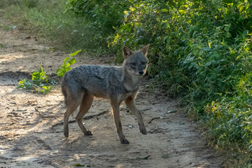 Beautiful young jackal in his natural habitat, Udawalawe National Park, Sri Lanka