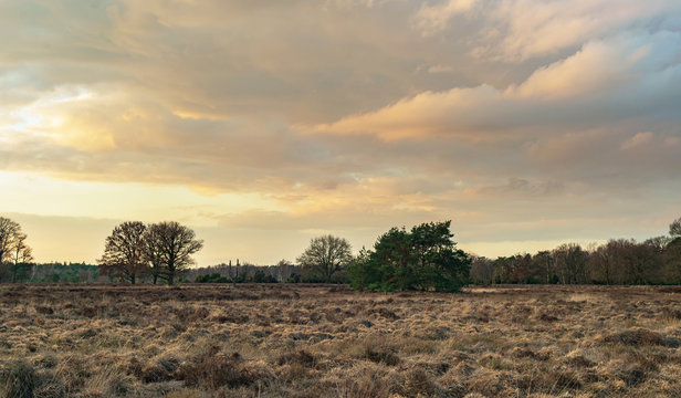 Wide heather landscape with pine trees under dramatic sky at sunset.