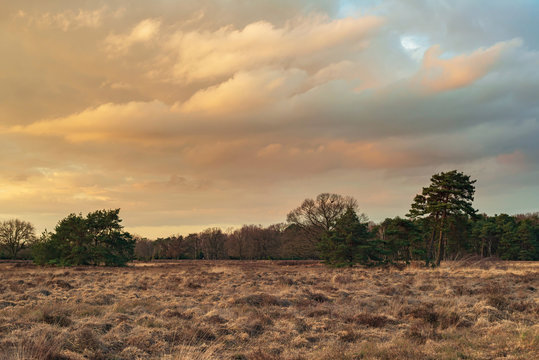 Wide heather landscape with pine trees under dramatic sky at sunset.