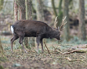 Large brown male deer foraging in forest.