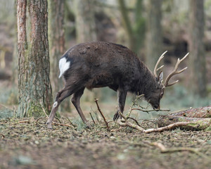 Large brown male deer foraging in forest.