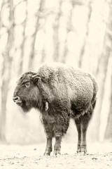 European bison in field with blurred trees in background. Black and white photo.