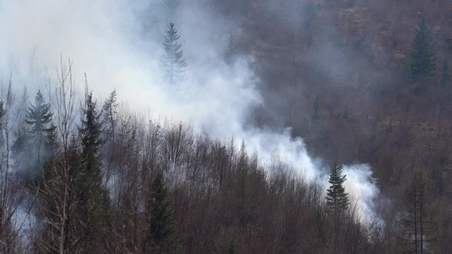 Fire in Forest destroys nature - (4K)