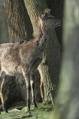 Naklejka na ściany i meble Alert female red deer at edge of forest looking away.