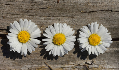 Obraz premium Three small white daisies are decoratively lined up on old dry wood in spring