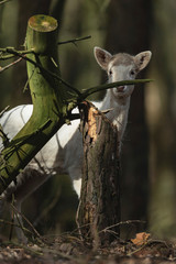 Young white deer behind tree trunks in the forest.