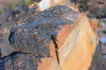 A Protective Layer, Multnomah Falls Wildfire