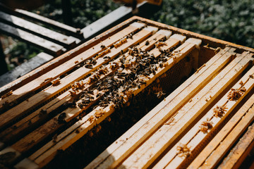 Bees in honeycomb, garden home