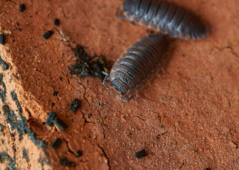 A close-up view of Woodlice (Trachelipus rathkii) crawling on a grimy red brick.