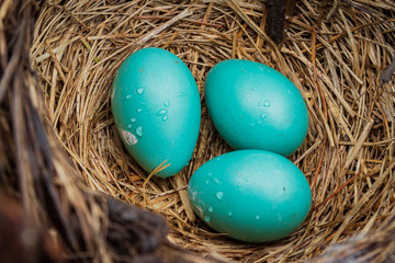 Fototapeta na wymiar 3 Blue Eggs 