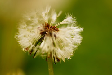 dandelion seed head