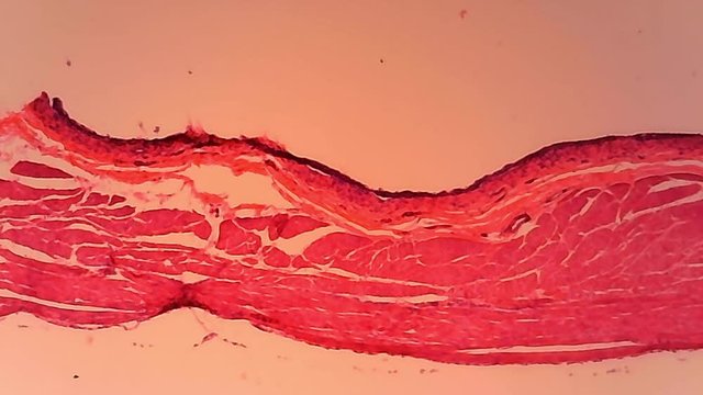 Microscope Dog Urinary Bladder Section x1200