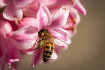 Bee on a spring flower collecting pollen and nectar