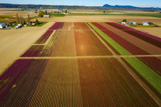 Aerial View of Tulip Fields in the Skagit Valley, Washington. Colorful and graphic tulip rows seen in the Skagit Valley of western Washington state signals the spring season has finally arrived.