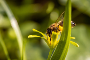 Bee on a spring flower collecting pollen and nectar