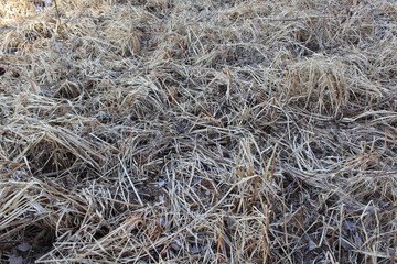 dry grass background